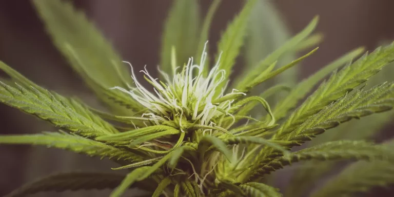 Cannabis Strains High CBD